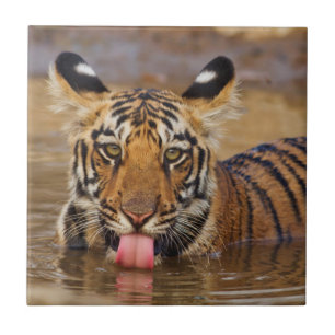 Royal Bengal Tiger cub, drinking water Tile