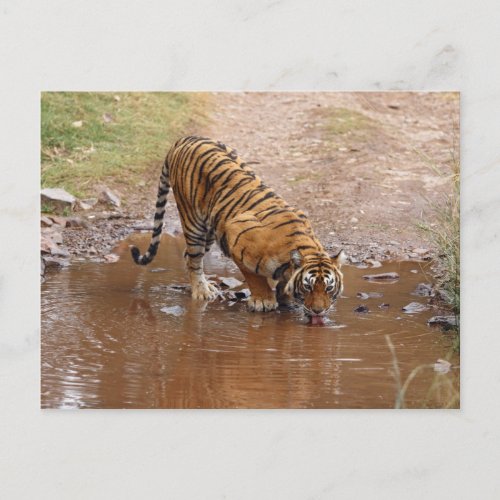 Royal Bengal Tiger drinking water at the Postcard