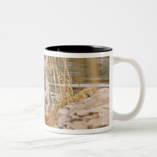 Royal Bengal Tiger in the forest pond Two_Tone Coffee Mug
