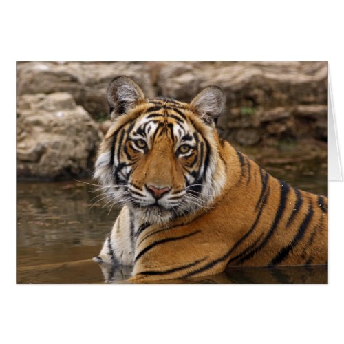 Royal Bengal Tiger in the jungle pond