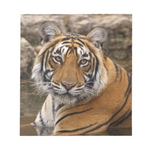 Royal Bengal Tiger in the jungle pond Notepad