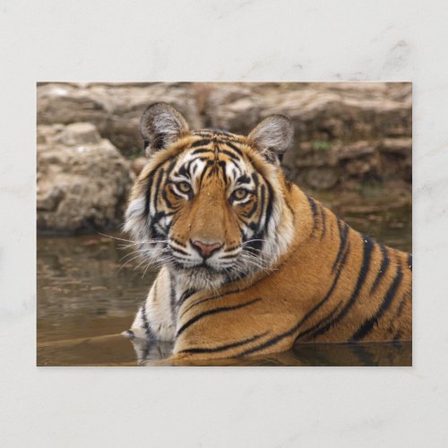 Royal Bengal Tiger in the jungle pond Postcard