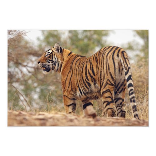 Royal Bengal Tiger on uphill Ranthambhor Photo Print