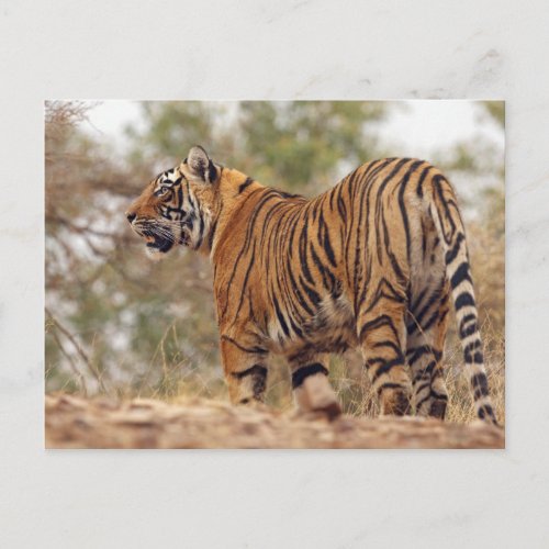 Royal Bengal Tiger on uphill Ranthambhor Postcard