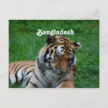 Royal Bengal Tiger Postcard