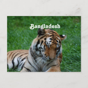 Royal Bengal Tiger Postcard