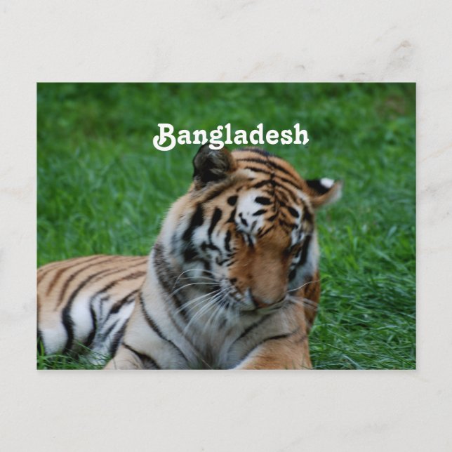 Royal Bengal Tiger Postcard (Front)