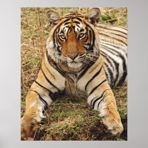 Royal Bengal Tiger Ranthambhor National Park Poster