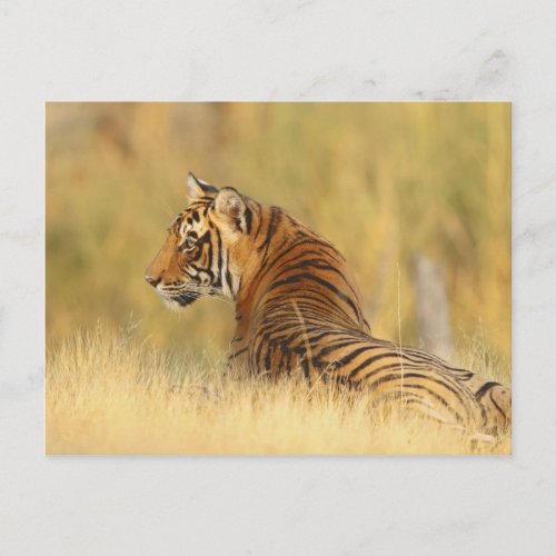 Royal Bengal Tiger sitting outside grassland 2 Postcard