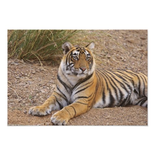 Royal Bengal Tiger sitting outside grassland 3 Photo Print