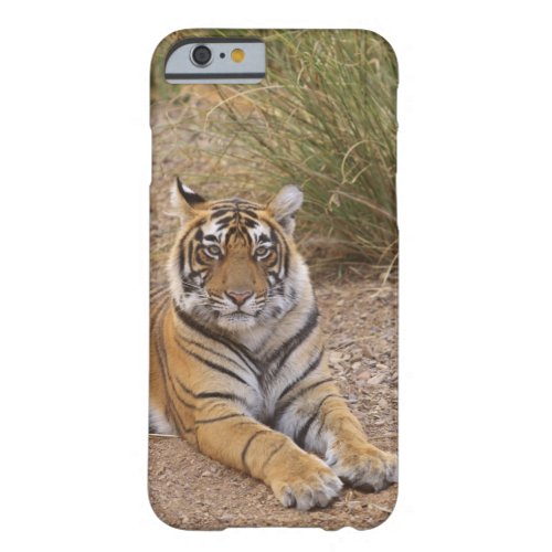 Royal bengal Tiger sitting outside grassland Barely There iPhone 6 Case