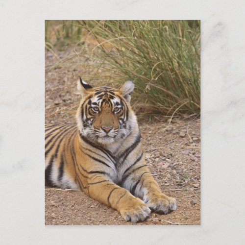 Royal bengal Tiger sitting outside grassland Postcard