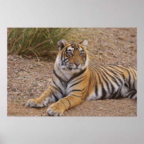Royal Bengal Tiger sitting outside Poster