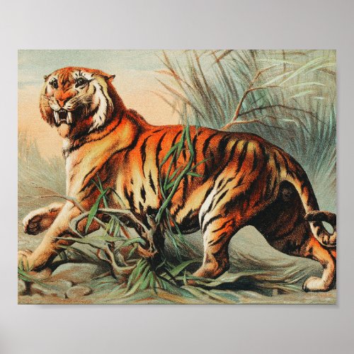 Royal Bengal Tiger Vintage Illustration Poster