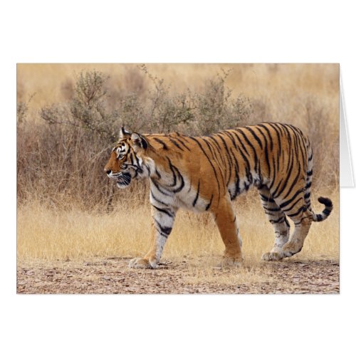 Royal Bengal Tiger walking around dry