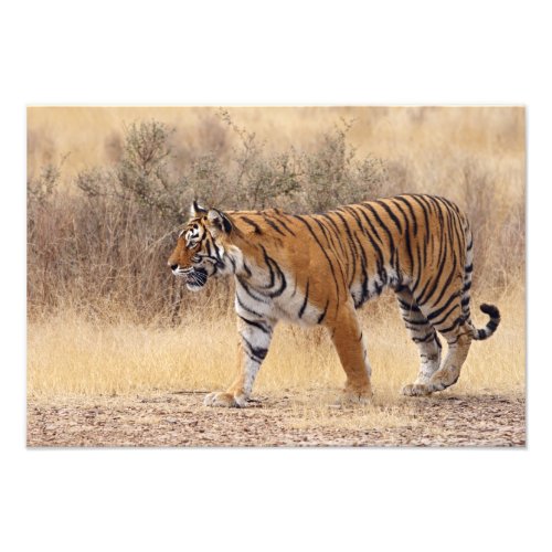 Royal Bengal Tiger walking around dry Photo Print