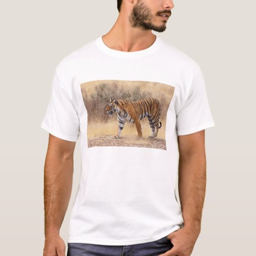 Royal Bengal Tiger walking around dry T_Shirt