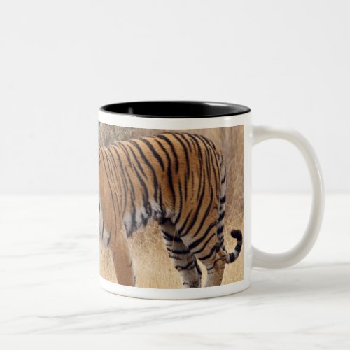 Royal Bengal Tiger walking around dry Two_Tone Coffee Mug