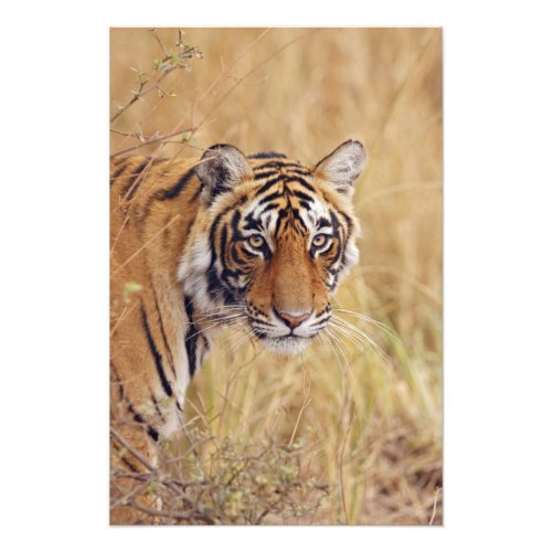 Royal Bengal Tiger watching from the Photo Print