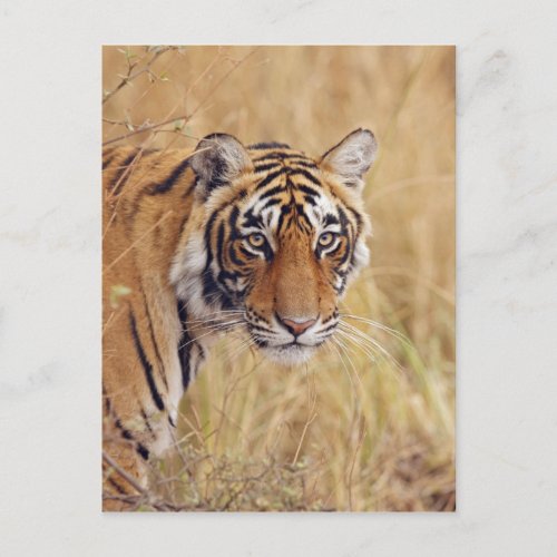Royal Bengal Tiger watching from the Postcard