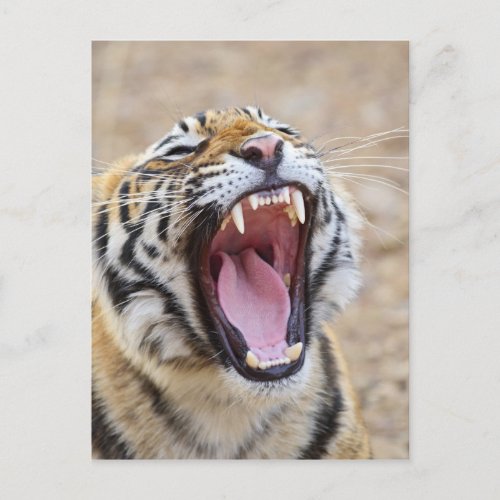 Royal Bengal Tiger yawning Ranthambhor National Postcard