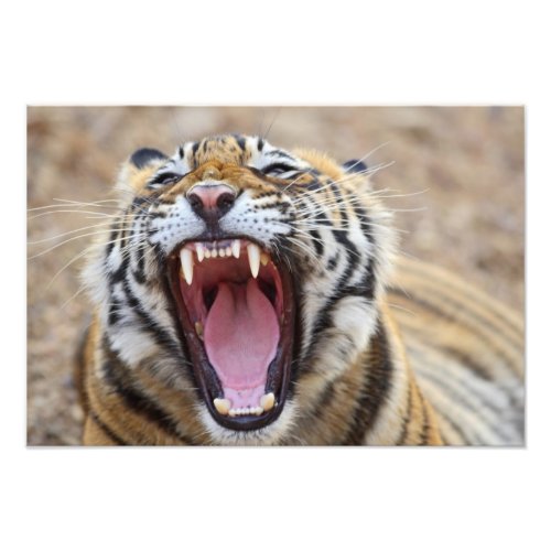 Royal Bengal Tiger yawning Ranthambhor Photo Print