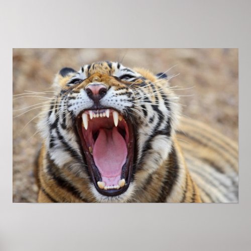 Royal Bengal Tiger yawning Ranthambhor Poster