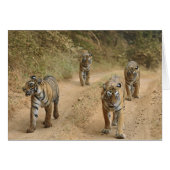 Royal Bengal Tigers (Front Horizontal)
