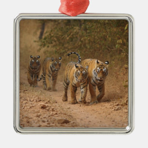 Royal Bengal Tigers on the move, Ranthambhor Metal Ornament