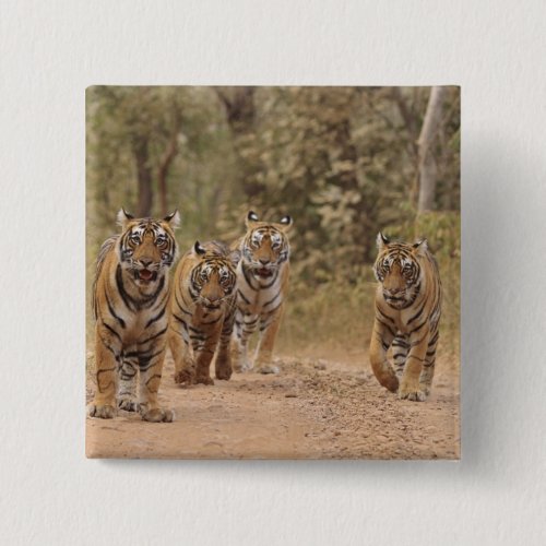 Royal Bengal Tigers on the track Ranthambhor 6 Pinback Button