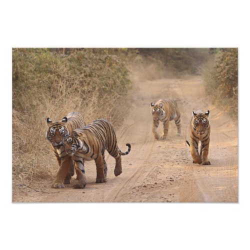 Royal Bengal Tigers on the track Ranthambhor 7 Photo Print