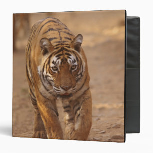 Royal Bengal Tigers on the track, Ranthambhor Binder