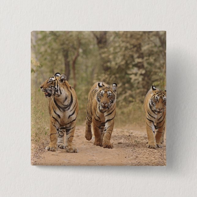 Royal Bengal Tigers on the track, Ranthambhor Button (Front)