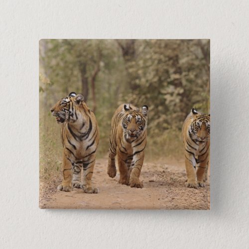 Royal Bengal Tigers on the track Ranthambhor Button