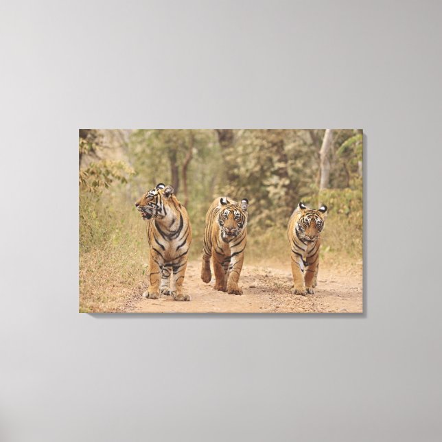 Royal Bengal Tigers on the track, Ranthambhor Canvas Print (Front)