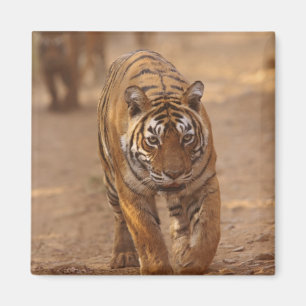 Royal Bengal Tigers on the track, Ranthambhor Magnet