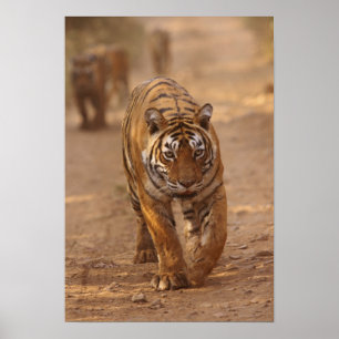 Royal Bengal Tigers on the track, Ranthambhor Poster