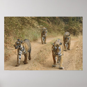 Royal Bengal Tigers Poster
