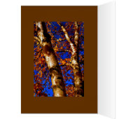 Royal Birch (Inside (Left))