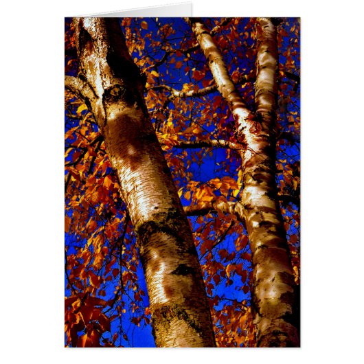 Royal Birch Cards (Front)