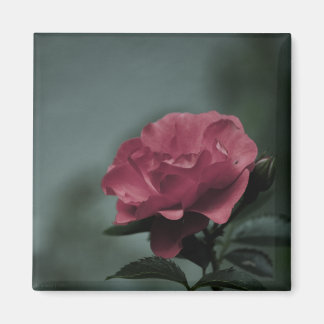 Royal Blush Magnet
