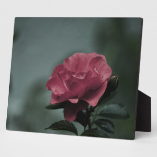 Royal Blush Plaque