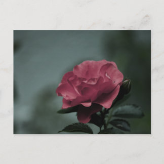 Royal Blush Postcard