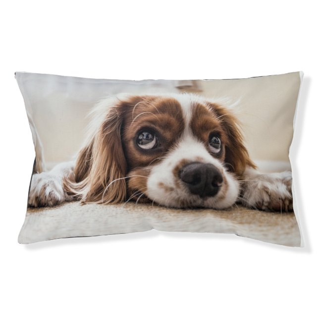 Royal Comfort Pet Bed – Plush Haven for Cavalier  (Front)