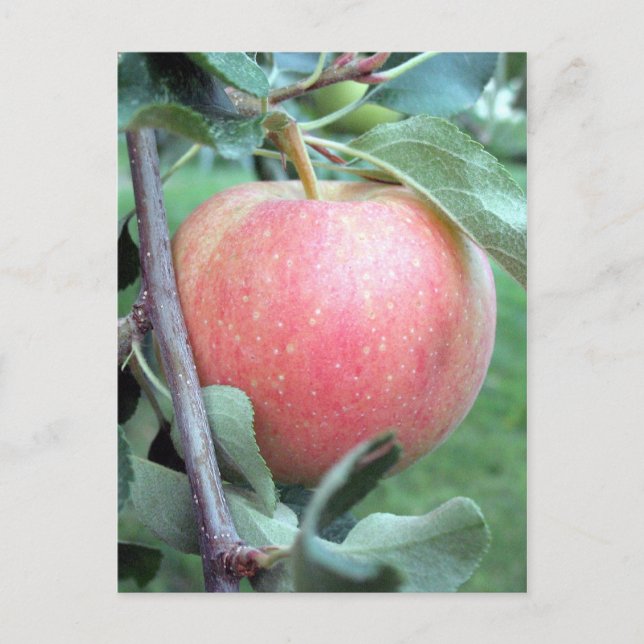 Royal Gala Apple Postcard (Front)