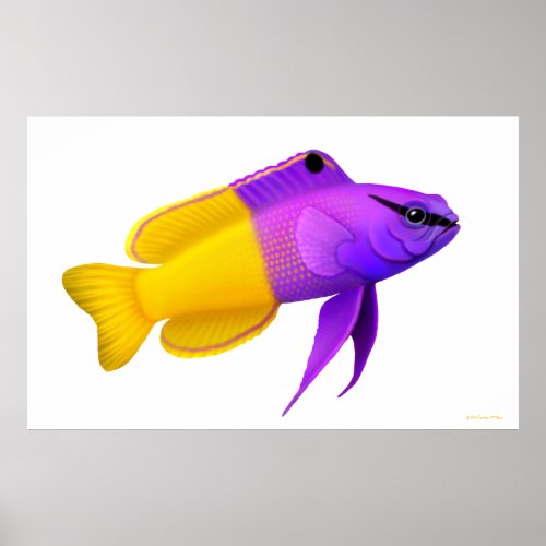 Royal Gramma Coral Reef Fish  Poster