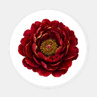 Royal Persian Gold Filigree | Luxury Botanical Coaster Set
