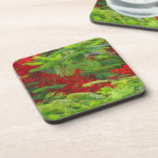 Royal Poinciana Beverage Coaster