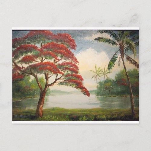 Royal Poinciana  Flamboyant Tree Postcard