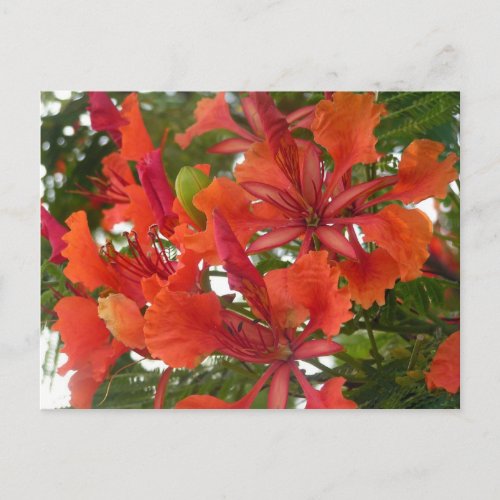 Royal Poinciana Flower Postcard